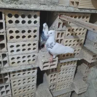 کبوتر