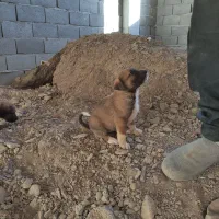 توله های بومی حسابی سالم ....