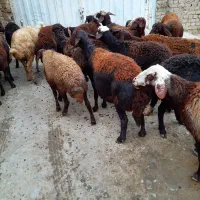 گوسفند|حیوانات مزرعه|سیلاخور, |دیوار