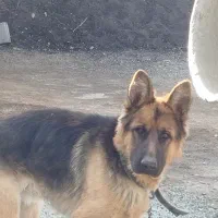 سگ ژرمن