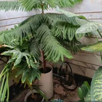 گل‌های اپارتمانی