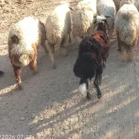 گوسفند جاده منصوره علیا