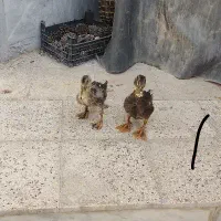 پرنده