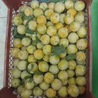 فروش میوه