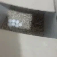 جفت عروس لوتینو|پرنده|سبزوار, کهنه آب|دیوار