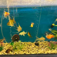 آکواریم با لوازم|ماهی|تبریز, |دیوار