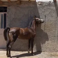 اسب|اسب و تجهیزات اسب‌سواری|شازند, |دیوار