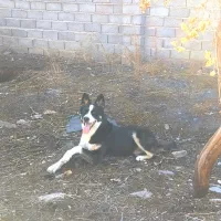 واگذاری توله 7 ماهه