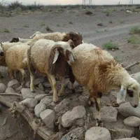 بره فروشی