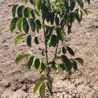 باغ نیمه کاره درجه ۱|فروش زمین و ملک کلنگی|سقز, |دیوار