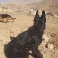 فر.وش توله ژرمن بلک نر