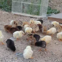 جوجه محلی خالص