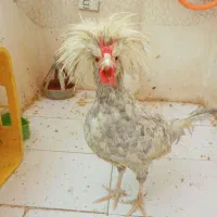 خروس محلی لهستانی|حیوانات مزرعه|مشهد, هدایت|دیوار