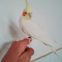 عروس هلندی لوتینو پر حرف