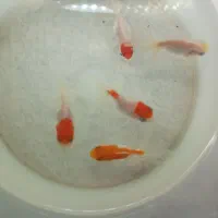 ماهی گلدفیش تاج دار|ماهی|کاشان, گارزگاه|دیوار