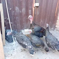 اردکپنگوینییاایستادهجوجهطاووسبوقلمون|حیوانات مزرعه|قم, نخودی|دیوار