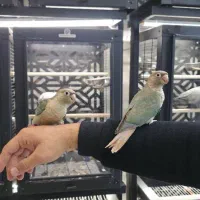 گرینچیک سرلاکی و دون خور|پرنده|مشهد, آبکوه|دیوار