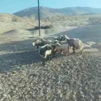 میشی لر
