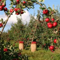 کارگر با سابقه چیدن سیب