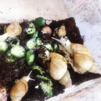 حلزون آچاتینا درجه یک