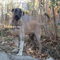 واگذاری سگ سرابی