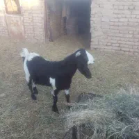 بزپاکستانی|حیوانات مزرعه|مه ولات, |دیوار