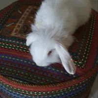 خرگوش لوپ