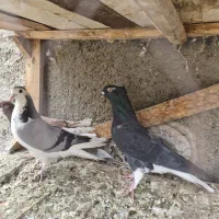 کبوتر دم گیر دستگردی خرقه سرخ|پرنده|خمینی‌شهر, |دیوار