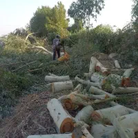 برشکاری وهرزکاری درخت وخریدن چوب با بالاترین قیمت