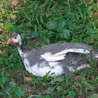 مرغ شاخدار تخمگذار