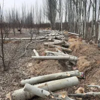 خریدار انوع چوب|خدمات باغبانی و درختکاری|بکتاش, |دیوار