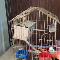قفس پرنده