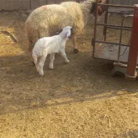 3عدت  شک اول شکم دوتا زاید یکی بره گرفت|حیوانات مزرعه|آبدانان, |دیوار