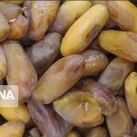 خرمای شاهانی خاوران