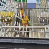 هایپر پرنده