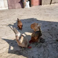 مرغ اصیل محلی|حیوانات مزرعه|پاکدشت, پاکدشت (مامازند)|دیوار
