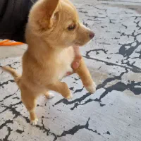 سگ پاکوتاه  3 ماهه