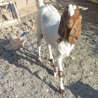 بزپاکستانی کهره نرگلابی فروشی|حیوانات مزرعه|جیرفت, |دیوار