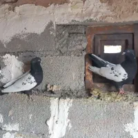 کبوتر سینه سیاه|پرنده|کرمان, |دیوار