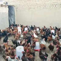 مرغ گلپایگان محلی