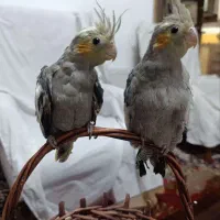 جوجه عروس هلندی فروشی