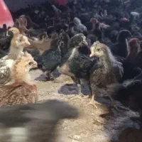 مرغ جوجه بومی سالم نژاد عالی 1ماه واکسن خرده