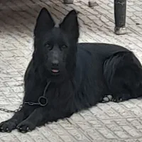 ژرمن شپهرد بلک مو بلند