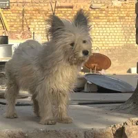 سگ پاکوتاه میکس پامر و شیتزو