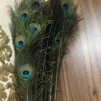 پر طاووس