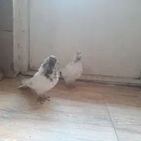 یه جفت کفتر کله ای|پرنده|ملایر, |دیوار