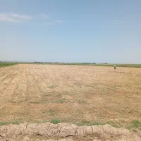 اجاره-زمین-گندم-برایه-سیر