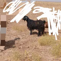بزگله گرد