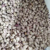 فروش لوبیا چیتی