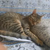 یک بچه گربه خونگی نر